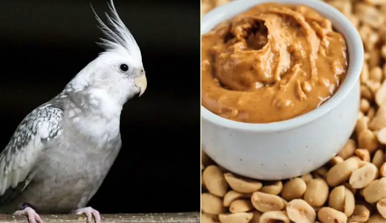 Can Cockatiels Eat Peanut Butter