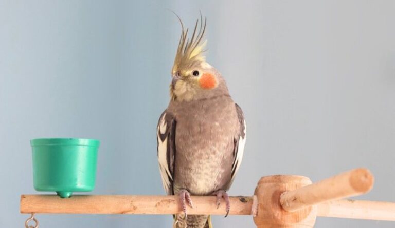 Can Cockatiels Eat Raspberries