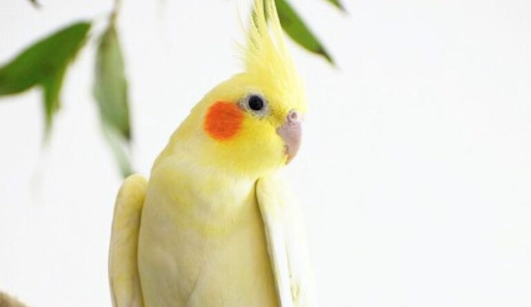 Can Female Cockatiels Talk