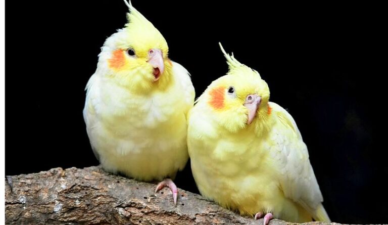 Can You Potty Train a Cockatiel