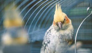 Determining The Ideal Cage Dimensions For Cockatiels