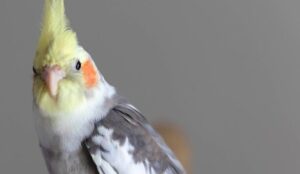 Factors Influencing Female Cockatiels' Talking Abilities