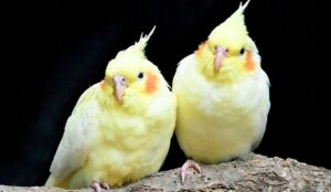 Health Benefits Of Bananas For Cockatiels