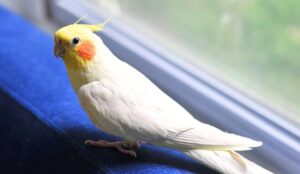 Health Issues That Cause Shivering In Cockatiels