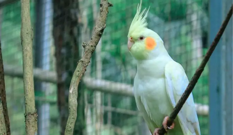 How Big Should a Cockatiel Cage Be