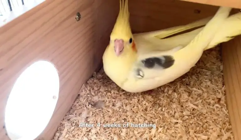 How Long Does It Take for Cockatiel Eggs to Hatch