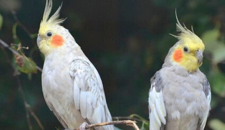 How Long to Cockatiels Live