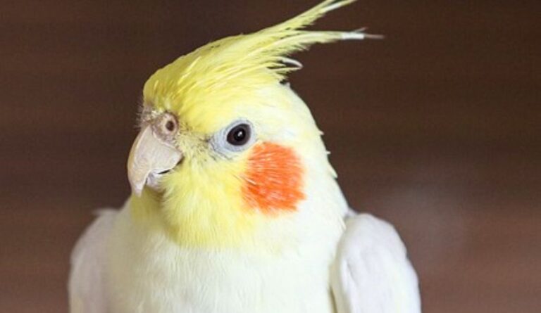 How Smart are Cockatiels