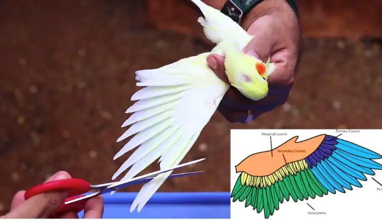 How to Clip Cockatiel Wings