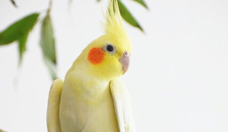 Optimal Cage Size for Healthy Cockatiel Breeding