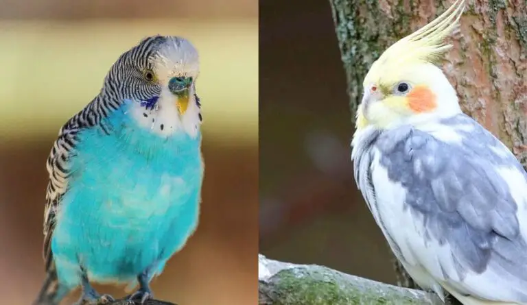 Parakeet Vs Cockatiel