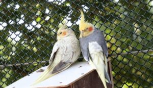 Primary Food Sources For Wild Cockatiels