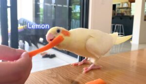 Risks And Considerations Of Feeding Carrots To Cockatiels