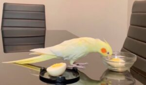 Risks Associated With Feeding Eggs To Cockatiels