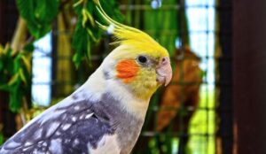 Signs Of Cockatiel Smartness