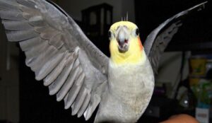 Step-by-step Guide To Clipping Cockatiel Wings