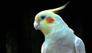 Steps To Potty Training A Cockatiel