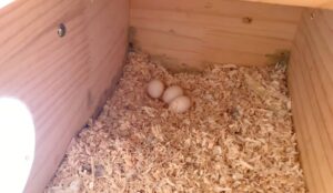 The Duration Of Cockatiel Egg Incubation