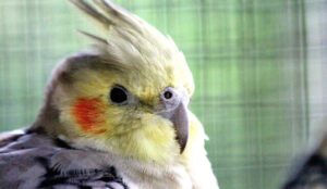 Uncovering The Age Of Your Feathered Friend