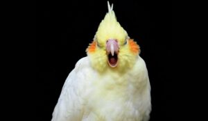 Understanding Cockatiel Behavior