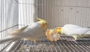 Understanding Cockatiel Diets