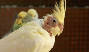 Understanding Cockatiels' Lifespan