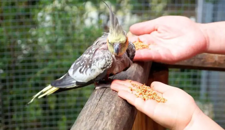 What Do Cockatiels Eat in the Wild