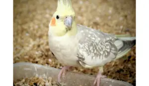 What Is Molting And Why Do Cockatiels Molt?