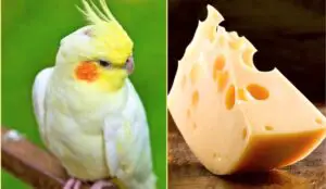 Why Cheese Is A Popular Snack For Many Bird Owners