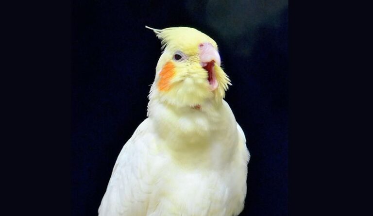 Why Does My Cockatiel Hiss