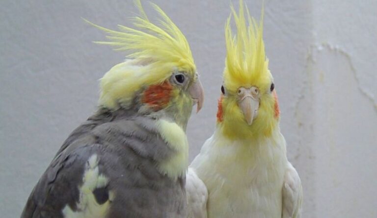 Why is My Cockatiel Shaking