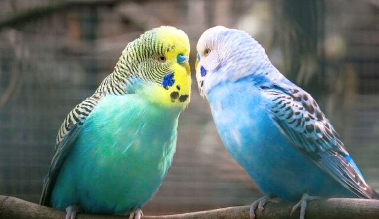 Can Parakeets Eat Cilantro