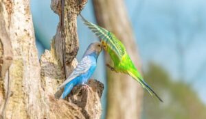 Can Parakeets Eat Cilantro