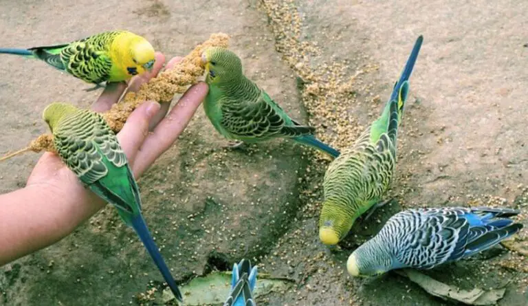 Can Parakeets Eat Strawberries