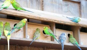Can Parakeets Eat Strawberries? – The Health Benefits