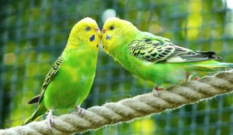 Do Parakeets Like Music