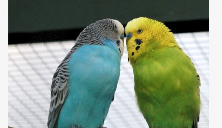 Do Parakeets Need a Friend