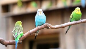 The Benefits of Having a Companion for Your Parakeet