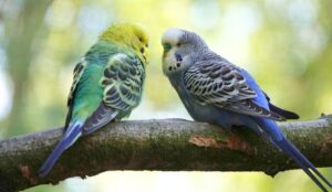 The Curiosity Around Popcorn for Parakeets