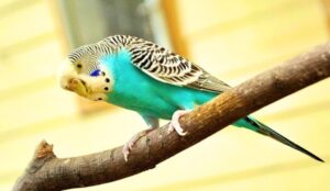 The Importance of Music in a Parakeet's Life