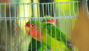 Budgeting Tips for Potential Lovebird Owners