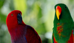 Common Health Issues in Eclectus Parrots and Their Prevention