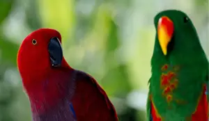 Common Health Issues in Eclectus Parrots and Their Prevention