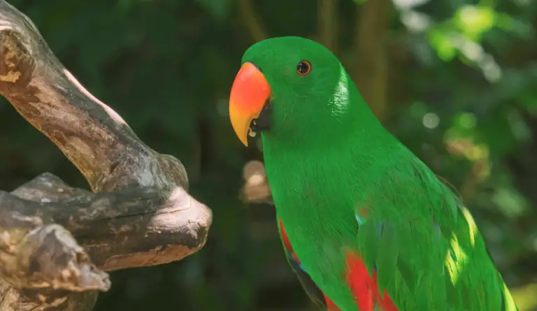 Eclectus Parrot Lifespan