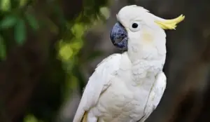 Homemade Cockatoo Diets vs. Commercial Diets