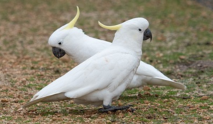 How Does a Captive Cockatoo's Diet Differ from Wild Cockatoos