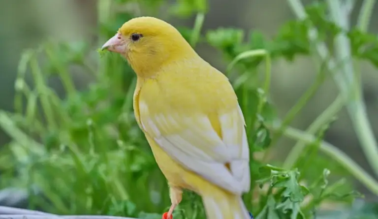 How Long do Canary Birds Live