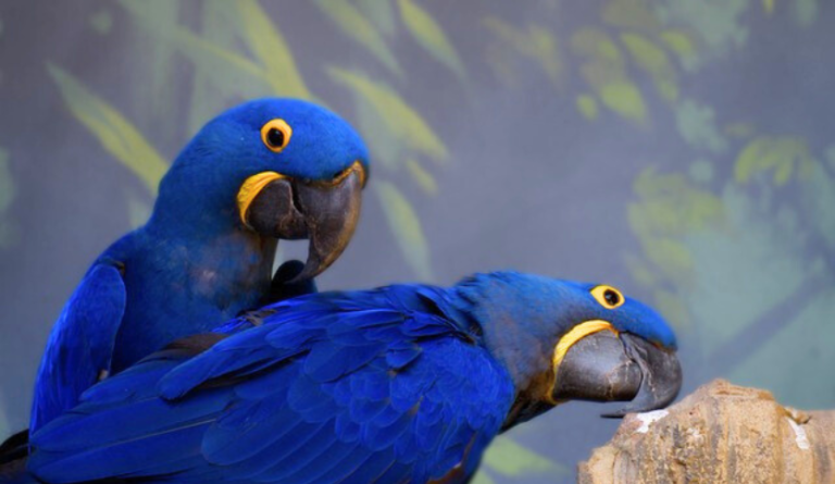 How Much is a Blue Macaw