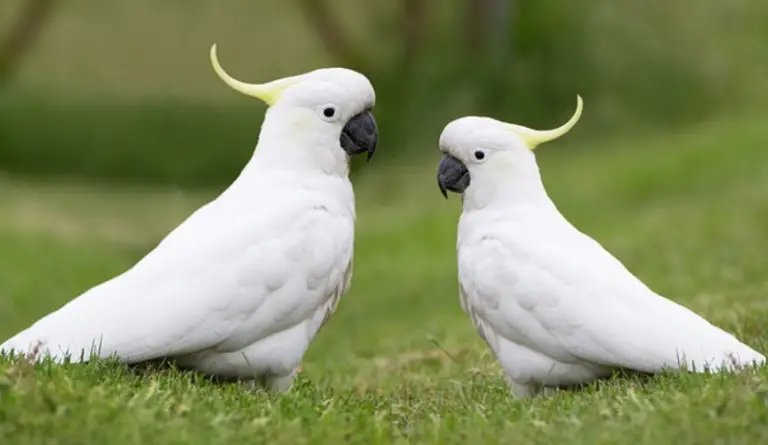 How Much is a Cockatoo