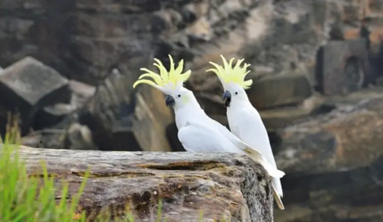 How Much is an Umbrella Cockatoo